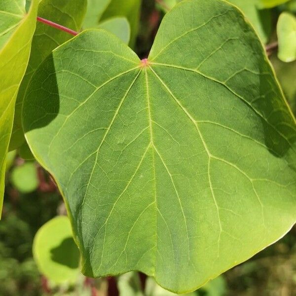 Cercis griffithii Fuelha