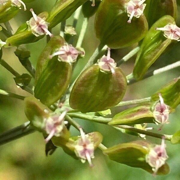 Seseli libanotis Fruit