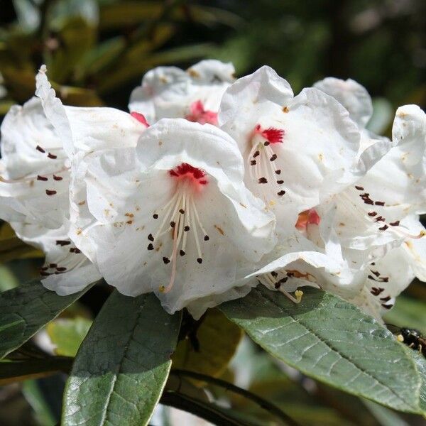 Rhododendron crinigerum Flower