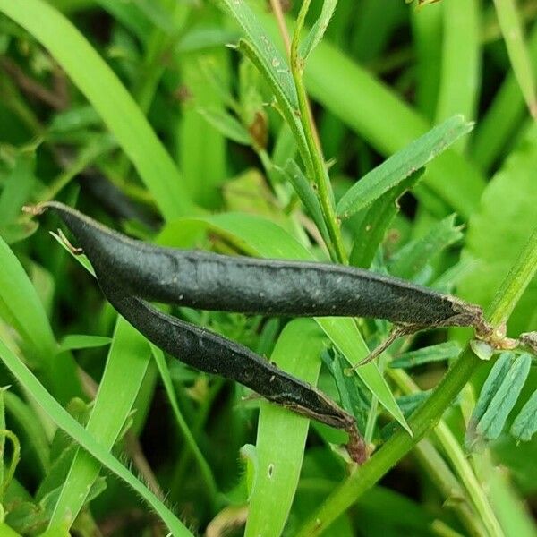 Vicia grandiflora Fruchs