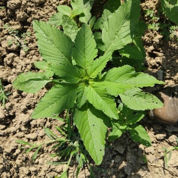 Amaranthus spinosus ഇല