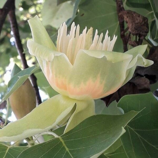 Liriodendron tulipifera Flor