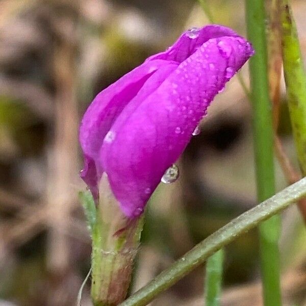 Vicia peregrina Flor