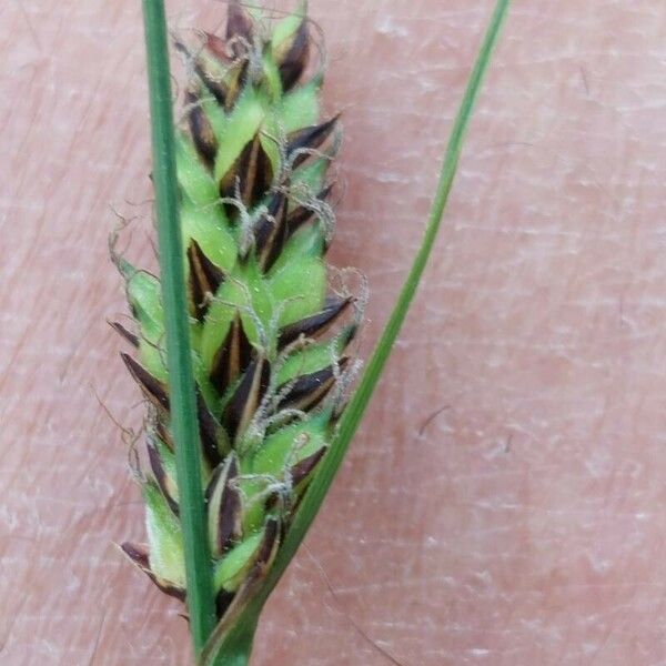 Carex lasiocarpa Virág