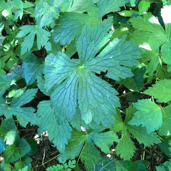 Geranium maculatum 葉