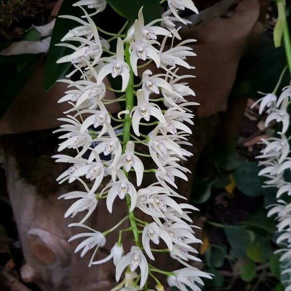 Dendrobium speciosum Kvet