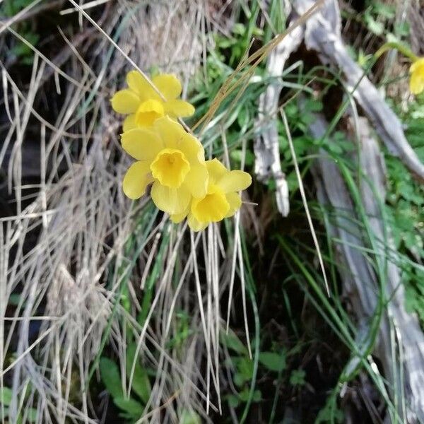 Narcissus jonquilla Floare