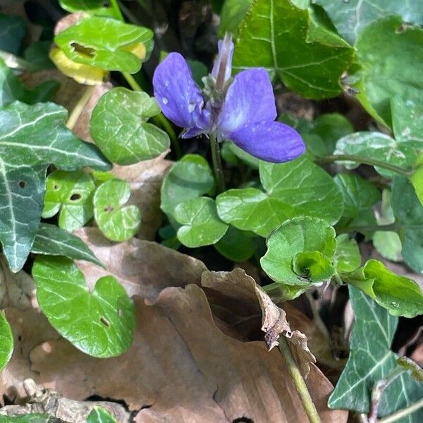 Viola riviniana Ліст