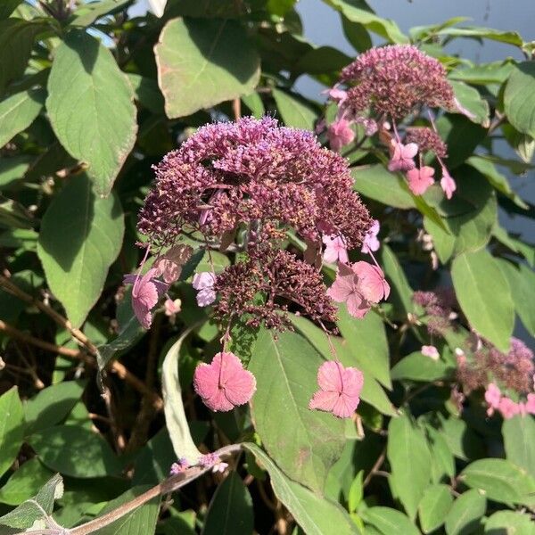 Hydrangea aspera Flor