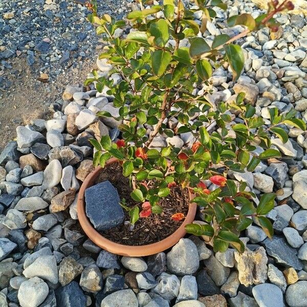 Lagerstroemia indica Habitus