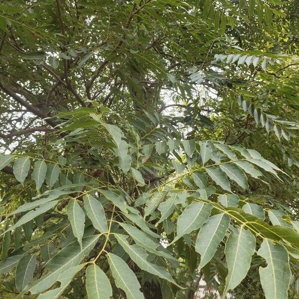 Imagem de referência para identificação da planta Cedro australiano