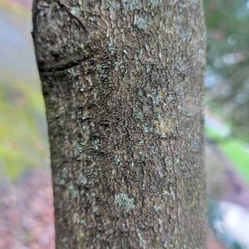 Garrya elliptica Bark