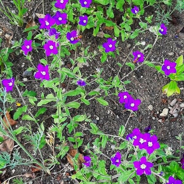 Legousia speculum-veneris Frunză