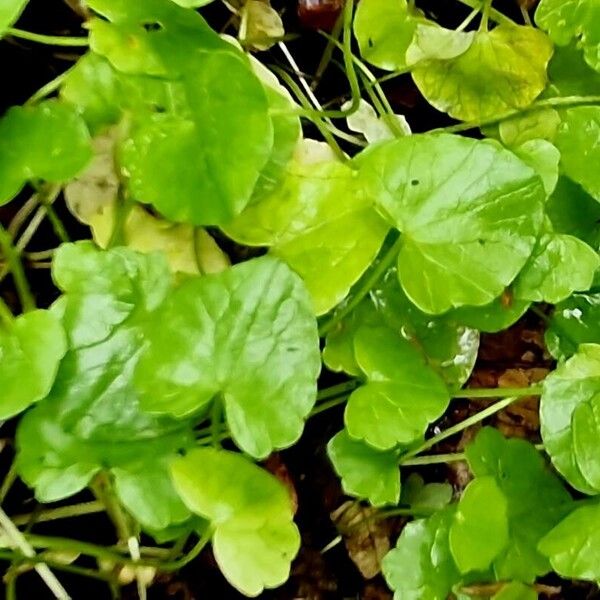 Centella asiatica 叶