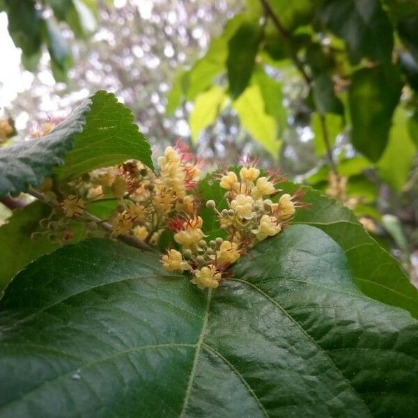 Guazuma ulmifolia Flor