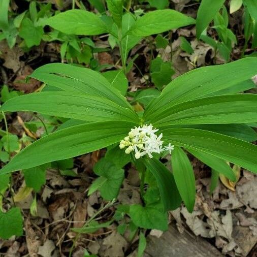 Maianthemum stellatum Fiore