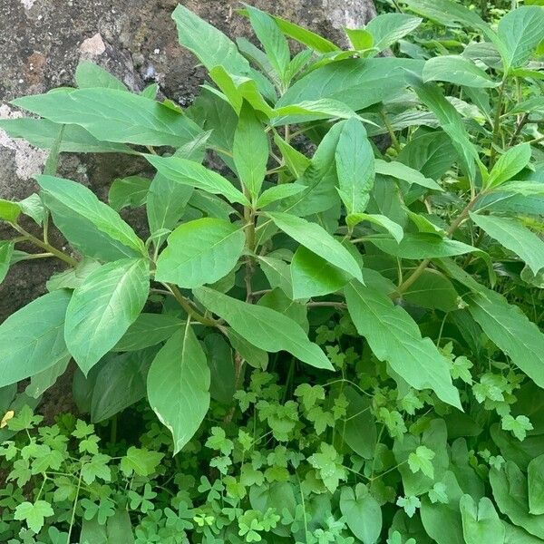 Nicotiana tabacum Лист