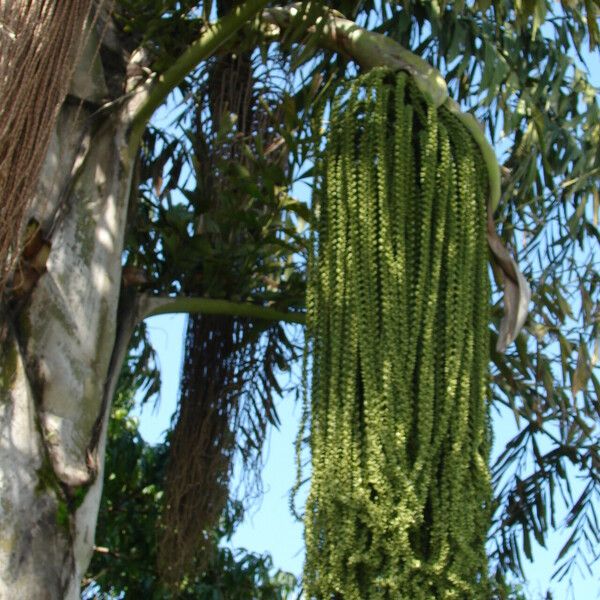 Caryota urens Fruitua