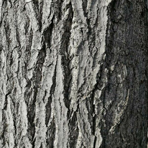 Populus nigra Casca