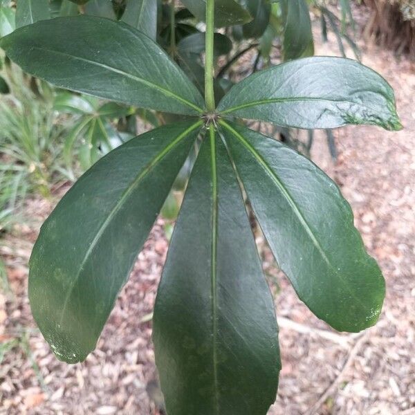 Pseudopanax lessonii पत्ता