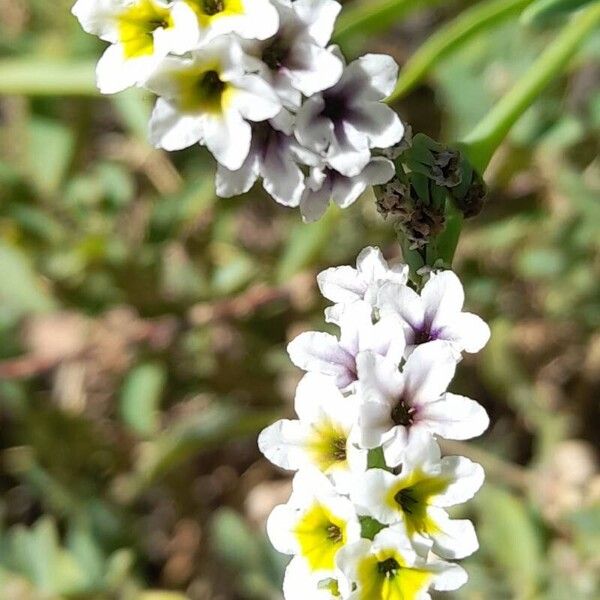 Heliotropium curassavicum Flower