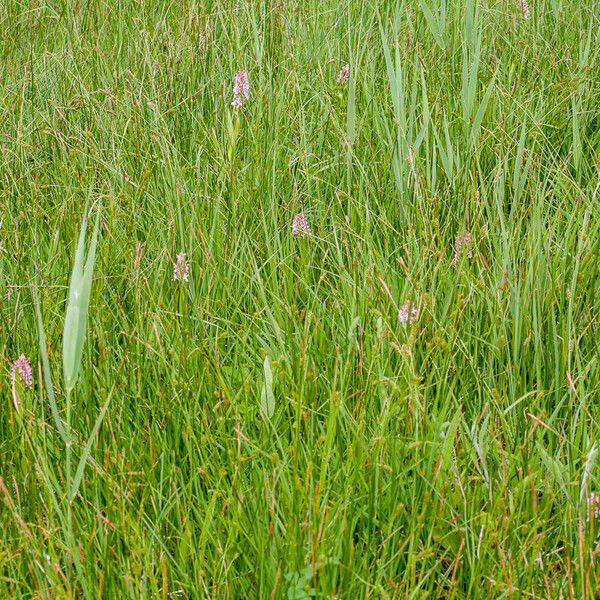 Dactylorhiza incarnata आदत