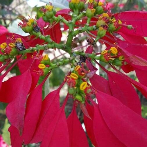 Observation: Euphorbia pulcherrima Willd. ex Klotzsch (Nha Sach Oct 26 ...