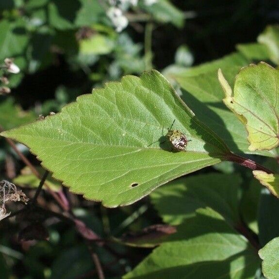 Ageratina adenophora Лист