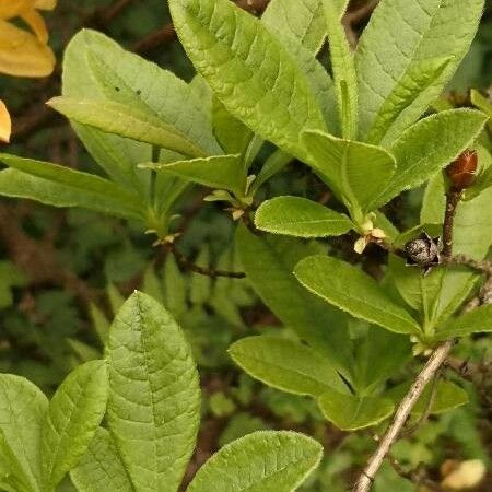 Rhododendron calendulaceum Lapas