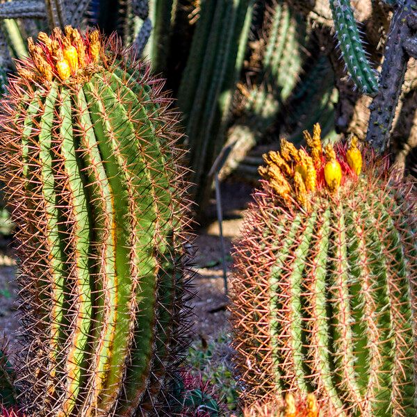 Ferocactus wislizeni Corteccia