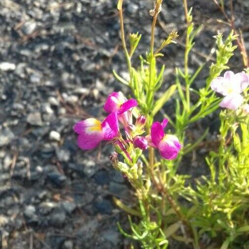 Linaria maroccana Kvet