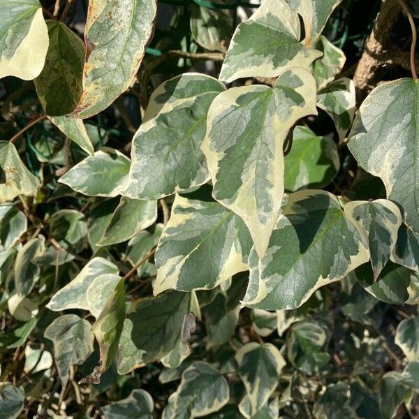 Hedera algeriensis Leaf