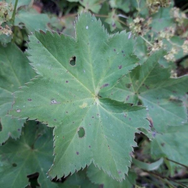 Alchemilla glabra পাতা