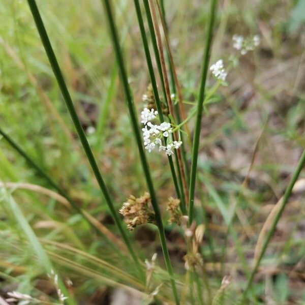 Galium palustre Квітка