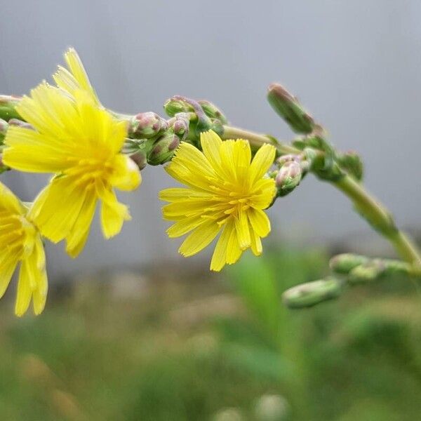 Lactuca serriola Flor