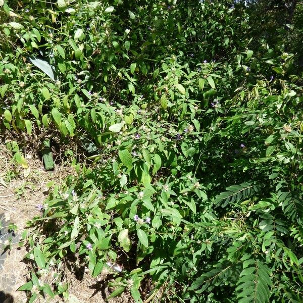 Barleria cristata Habit