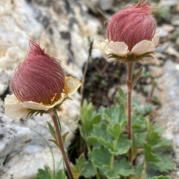 Geum reptans Ovoce