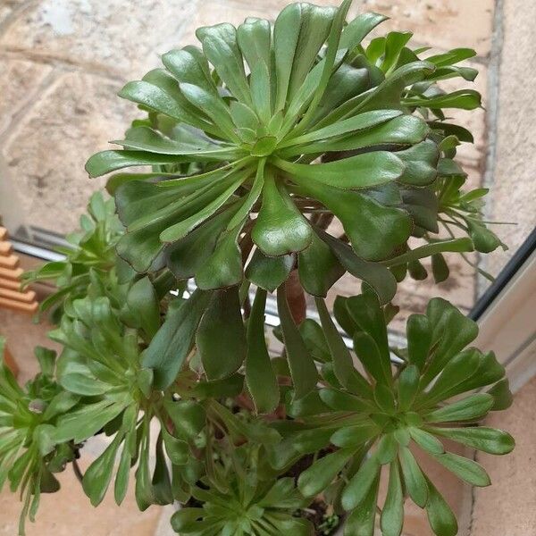 Aeonium arboreum Fulla