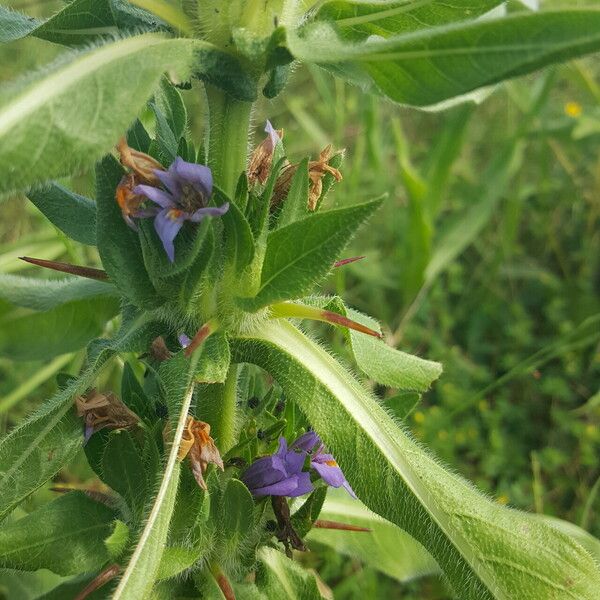 Hygrophila auriculata ᱵᱟᱦᱟ