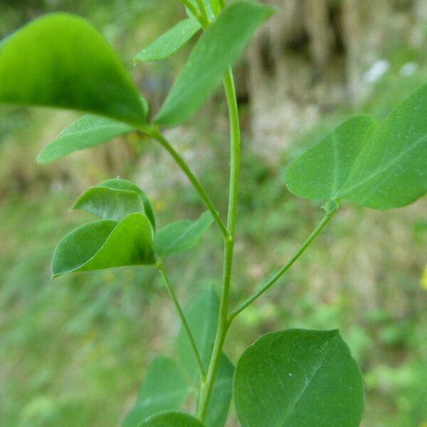 Cytisophyllum sessilifolium Leaf