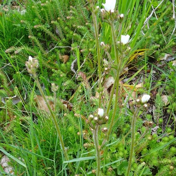 Saxifraga granulata 整株植物