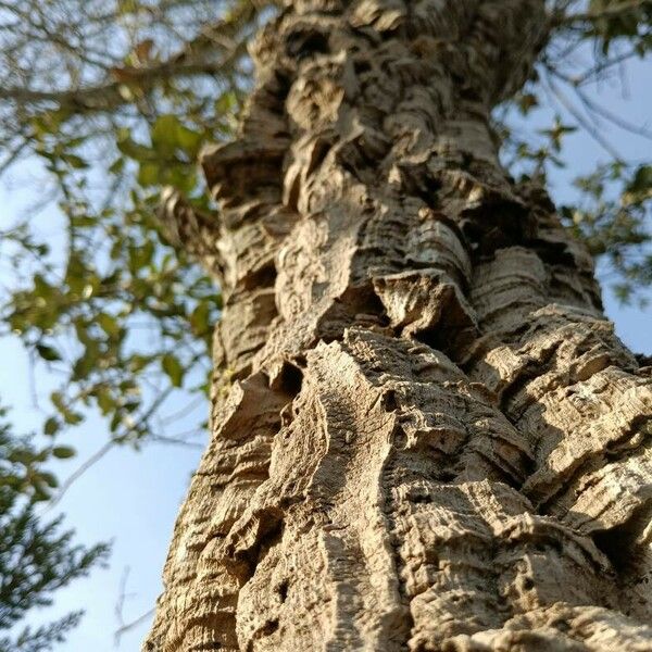 Quercus suber Lubje