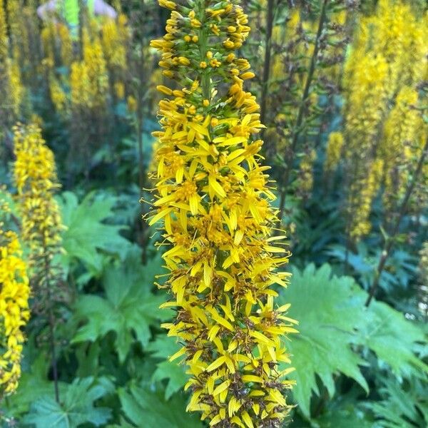 Ligularia wilsoniana Blodyn