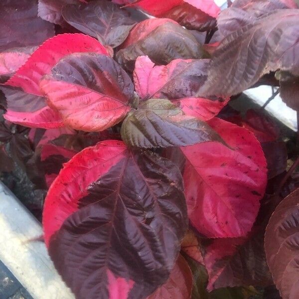 Acalypha wilkesiana 葉