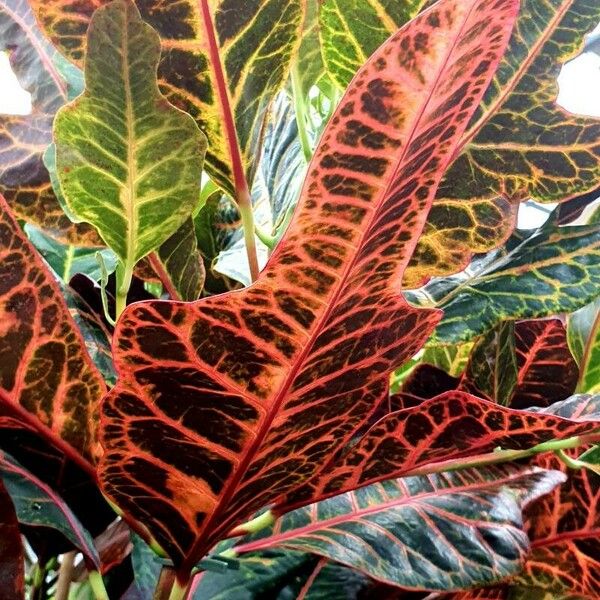 Codiaeum variegatum Blad