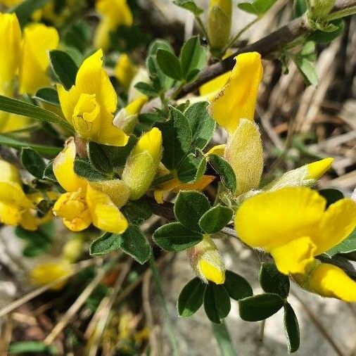 Chamaecytisus hirsutus Λουλούδι