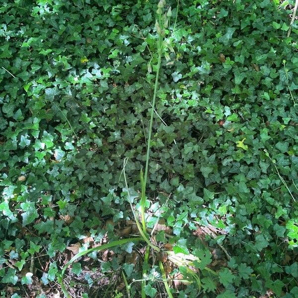 Allium siculum Habitat