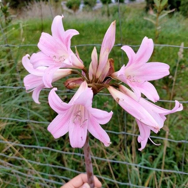 Amaryllis belladonna Цветок