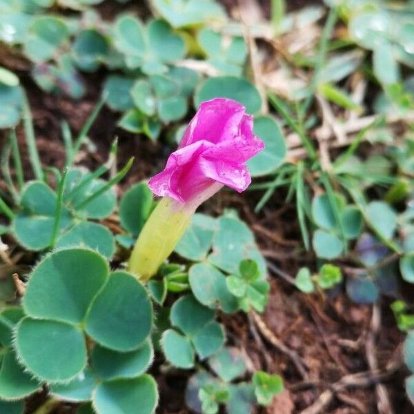 Oxalis purpurea Kvet