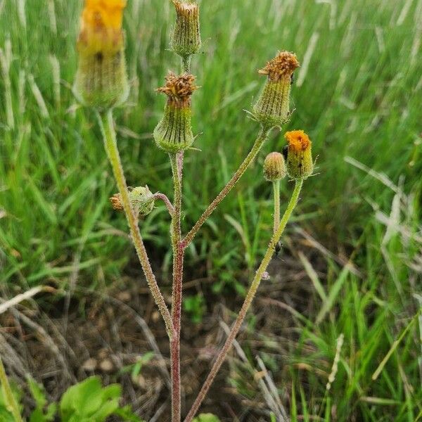 Crassocephalum picridifolium Flower